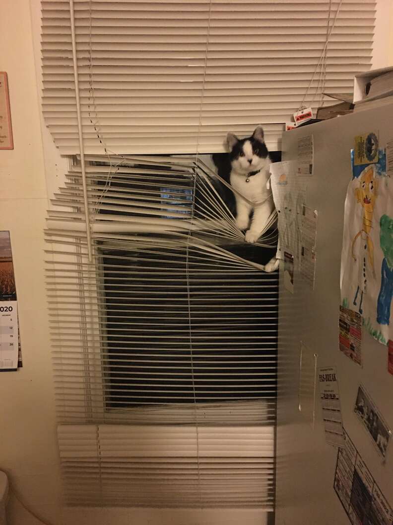 cat blinds
