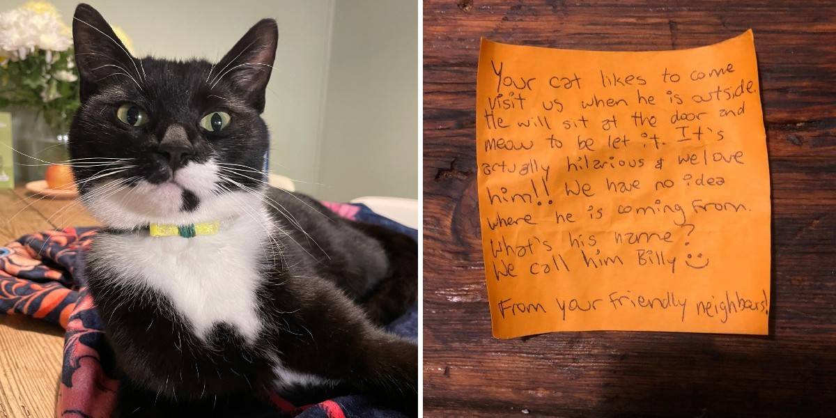 Cat Comes Home With A Note On His Collar Revealing His Double Life - The  Dodo