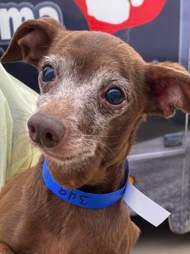 Agnarr the foster Chihuahua at the shelter