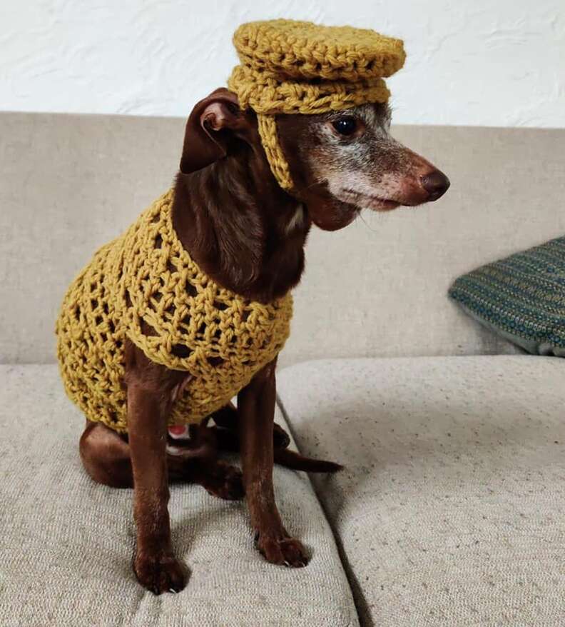 Guy crochets outfit for senior Chihuahua