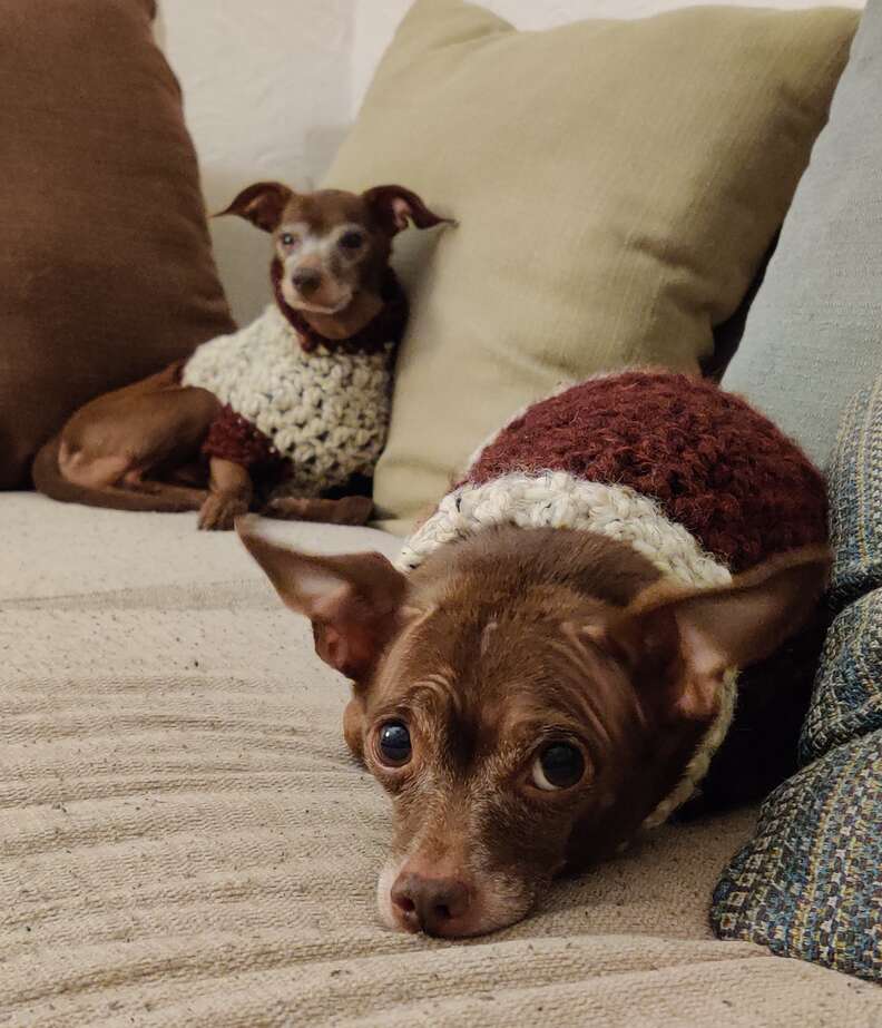 Man knits sweaters for foster dogs
