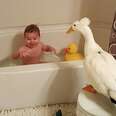 duck and little boy in a bathtub 