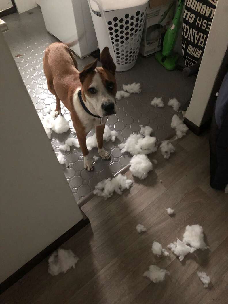 dog destroys things