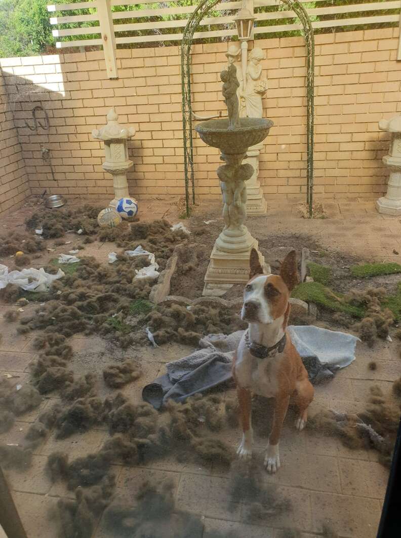 dog destroys courtyard