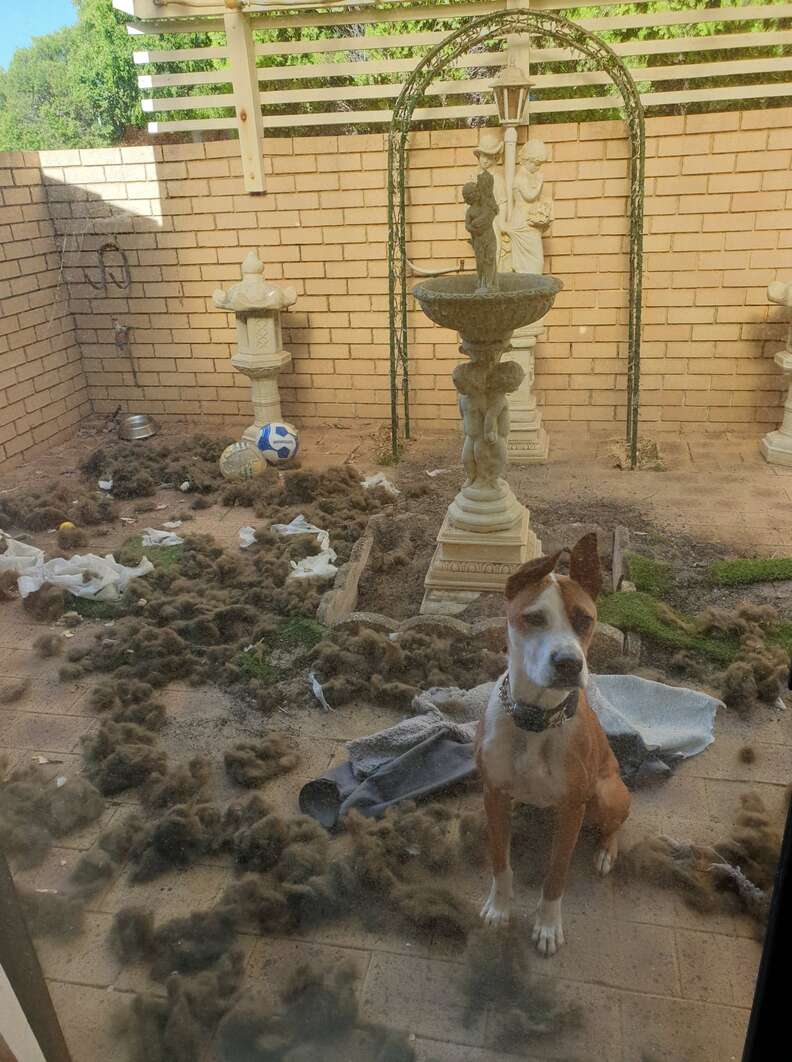 dog destroys courtyard