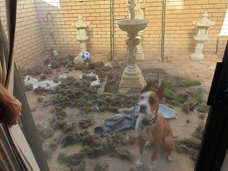 dog destroys courtyard