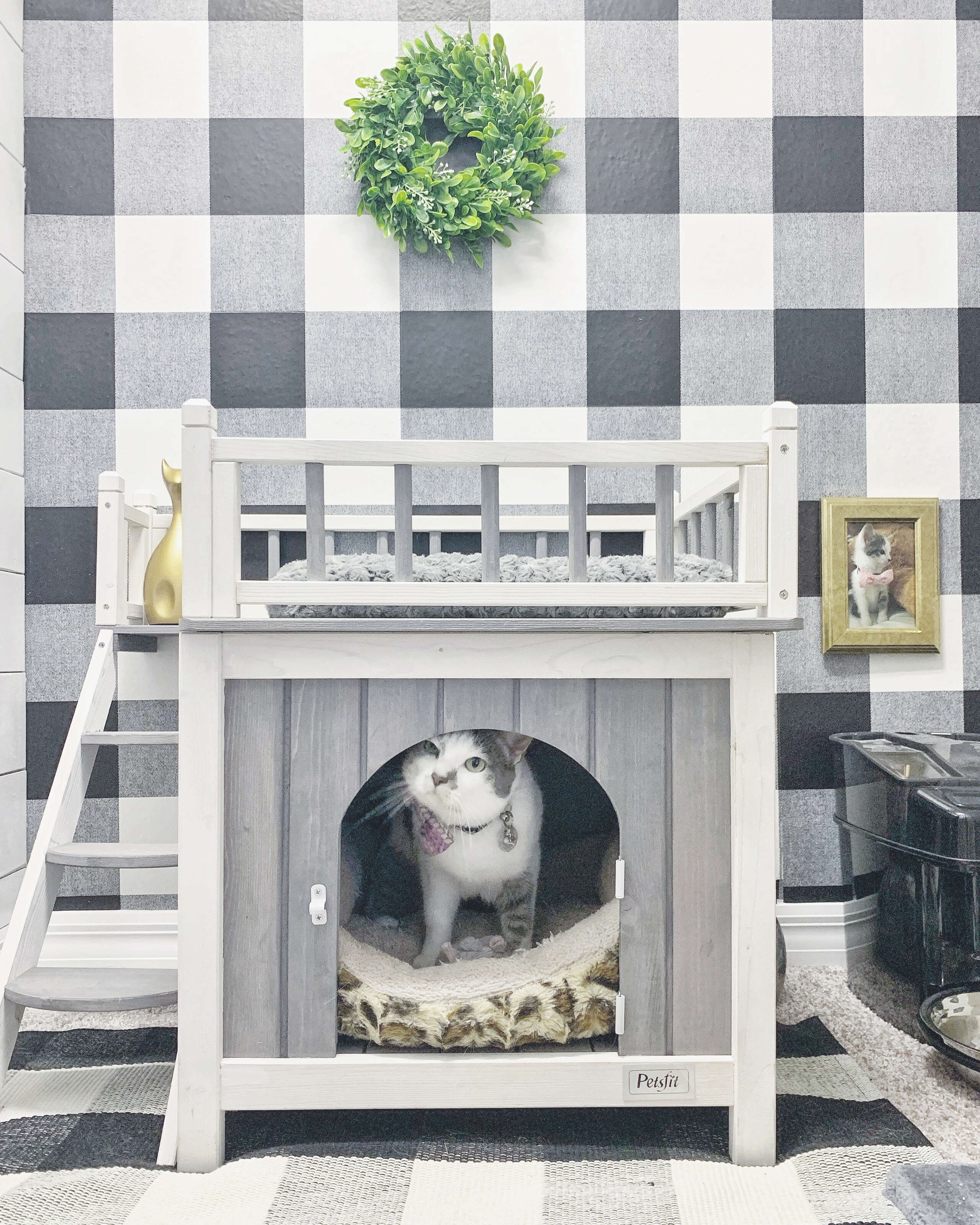 cat room
