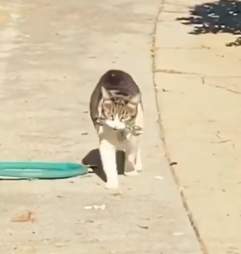China the cat steals from her neighbors