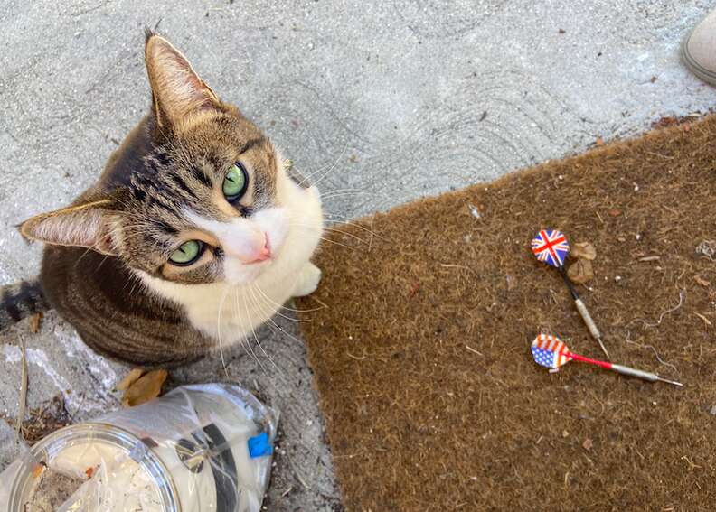 Cat steals from neighbors