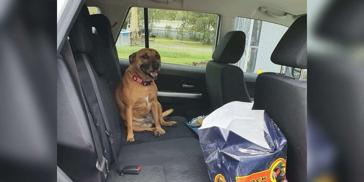 Woman Leaves Her Car Door Open And Finds Someone Adorable Inside - The Dodo