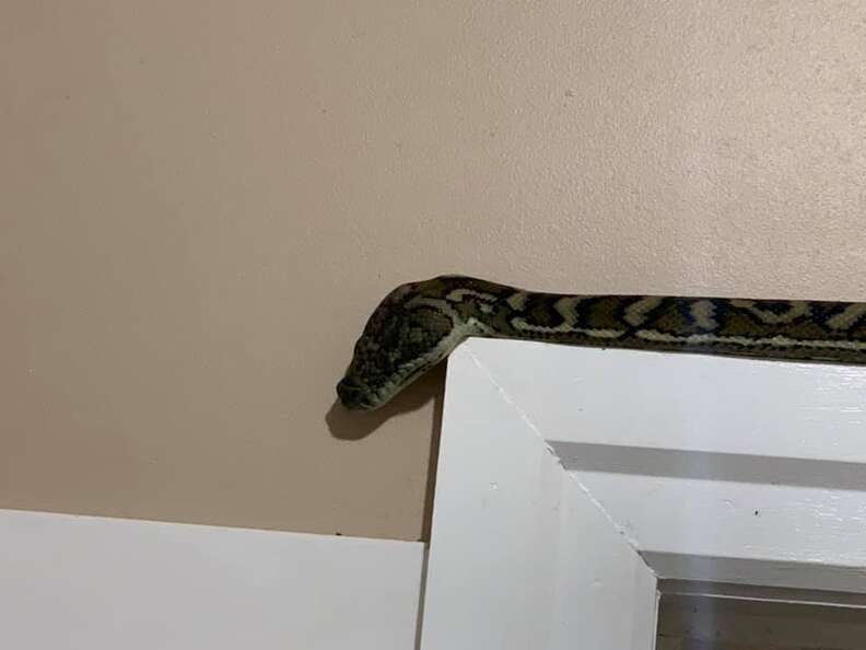 snake in bathroom