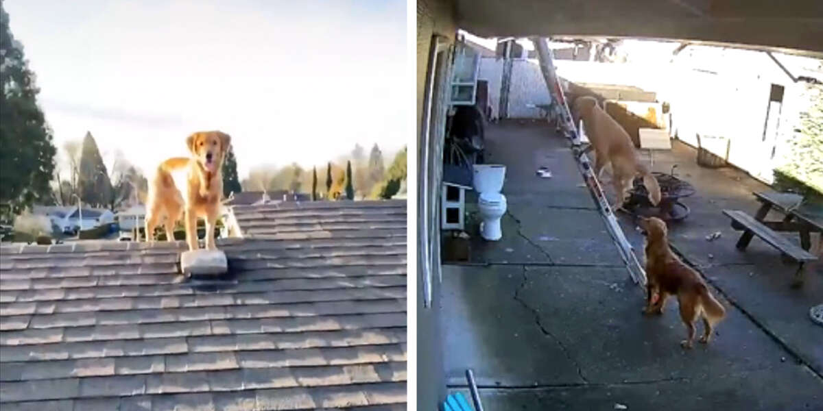 Guy Working On His Roof Turns Around And Sees — His Dog - The Dodo
