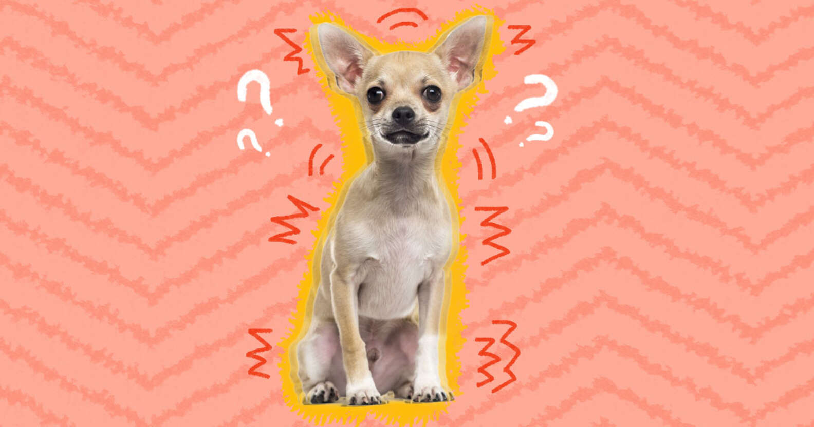 Why Is My Dog Trembling DodoWell The Dodo why-is-my-dog-trembling-dodowell-the-dodo