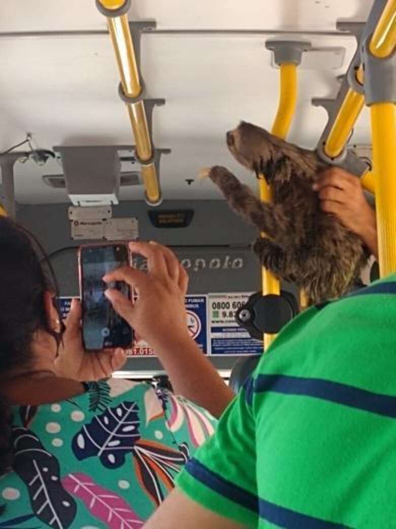 Nice Bus Driver Stops To Give A Lost Sloth A Ride To Safety - The Dodo