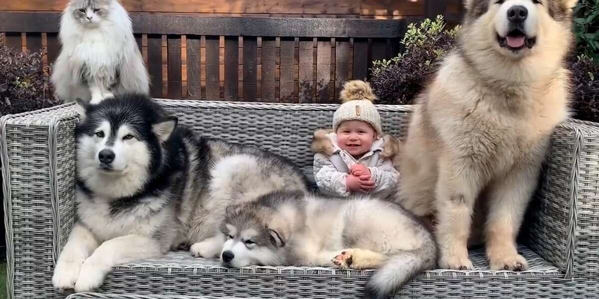 Watch This Malamute Puppy Meet His New Family - Videos - The Dodo