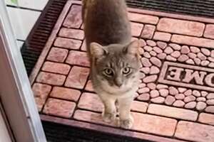 Stray Cat Spends Months Under Family's Porch — Then Moves Into Their House