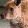 Orphaned Baby Kangaroo Is So Happy To Meet His New Family