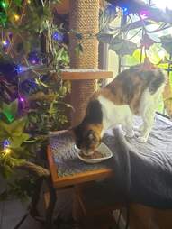 cat tree