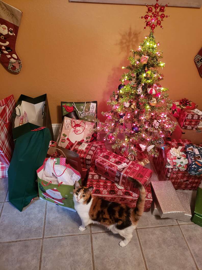 Cat Gets Special Year Round Christmas Lights On Cat Tree The Dodo