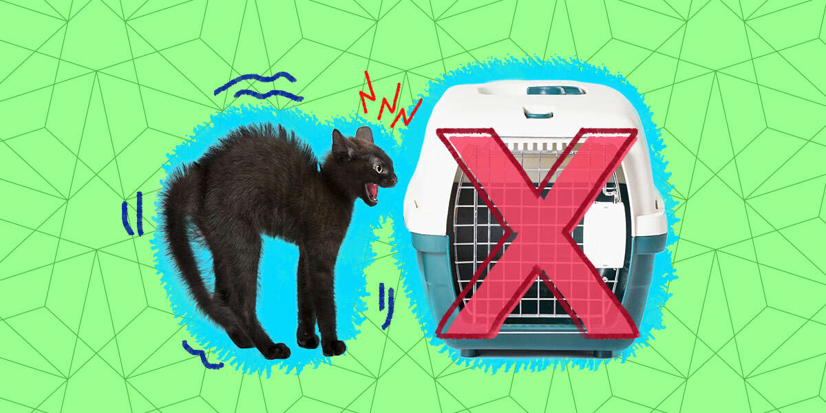 How To Get A Cat In A Carrier DodoWell The Dodo