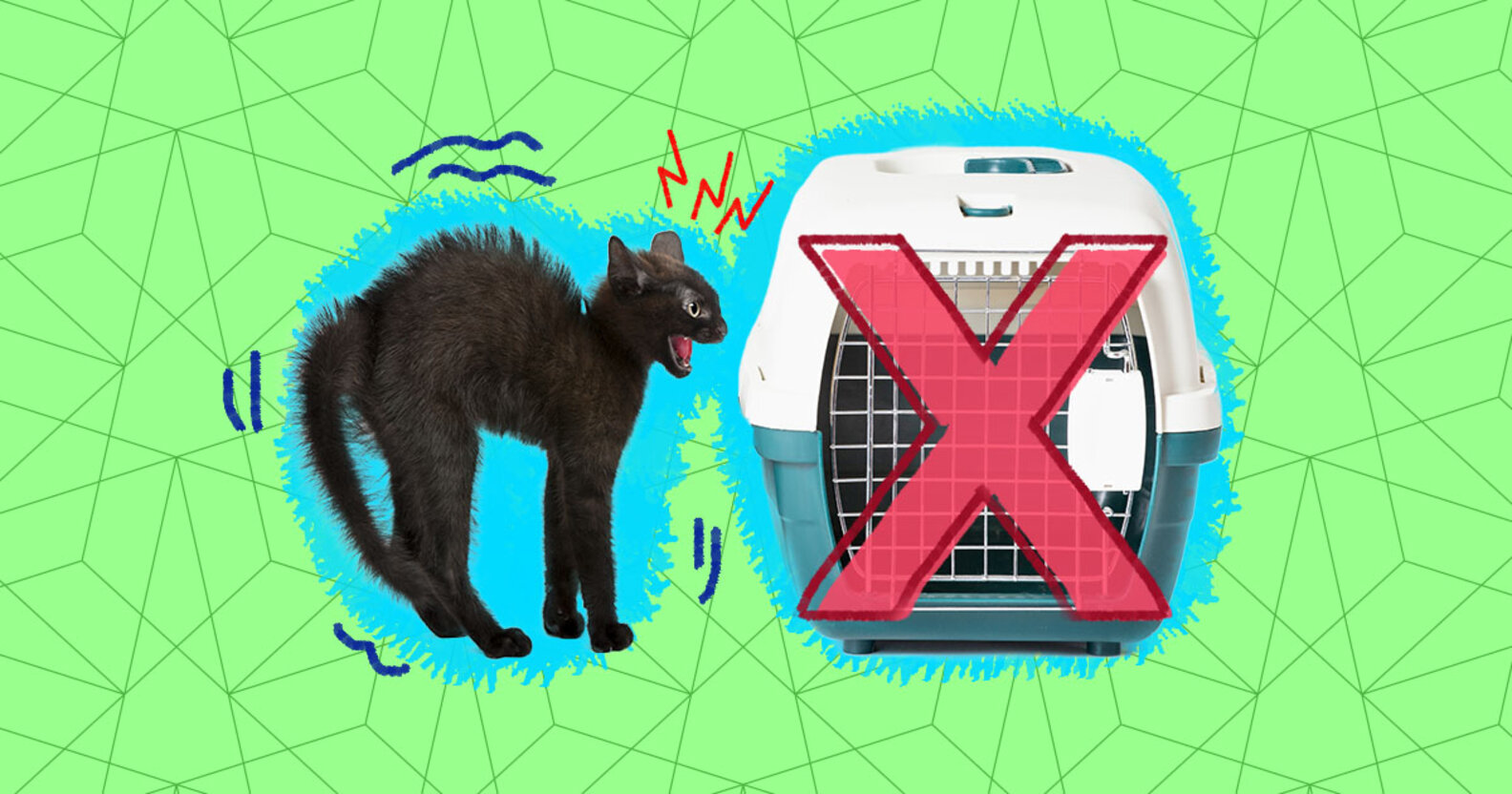 How To Get A Cat In A Carrier DodoWell The Dodo