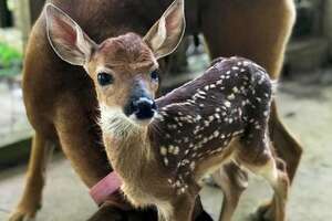 Fawn Comes To Lady's Door Every Morning