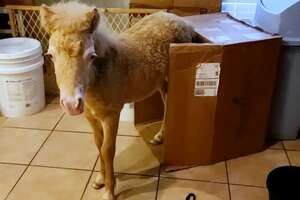 Baby Horse Grows Up In A House 