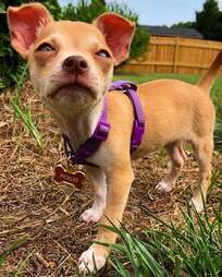 Pickles the Chihuahua as a puppy