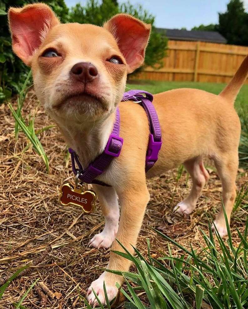 Tiny Chihuahua Has Cutest Vest To Protect Her From Coyotes - The Dodo