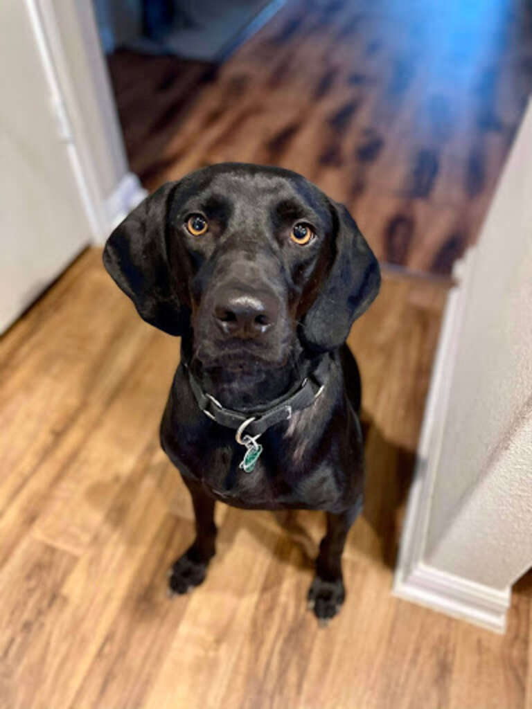 Texas Dog's Reaction To First Snow Captured On Video - The Dodo