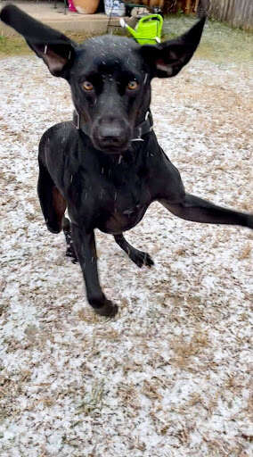 texas dog first snow