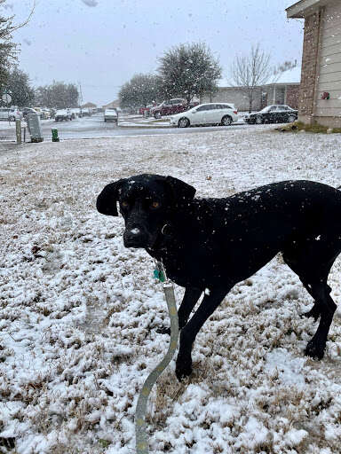 texas dog first snow