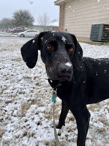 texas dog first snow