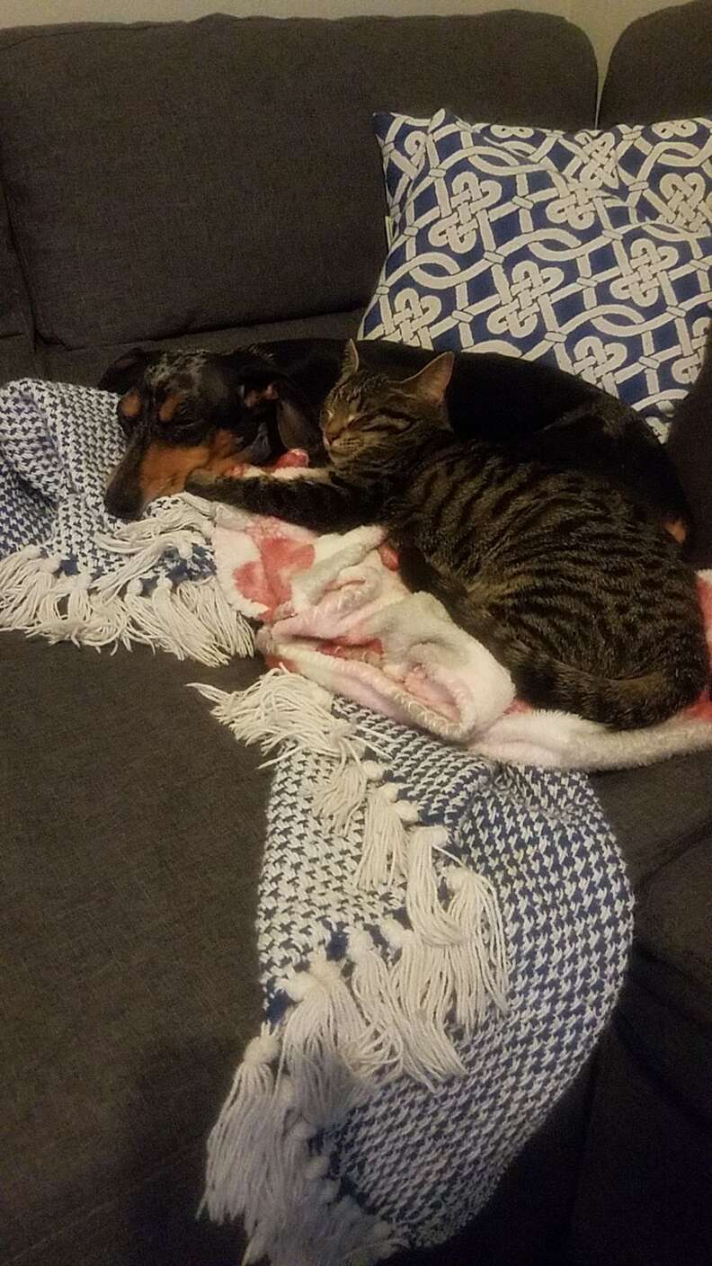 dog naps with cat