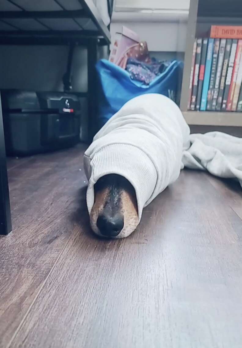 dog gets stuck in mom's sweaters