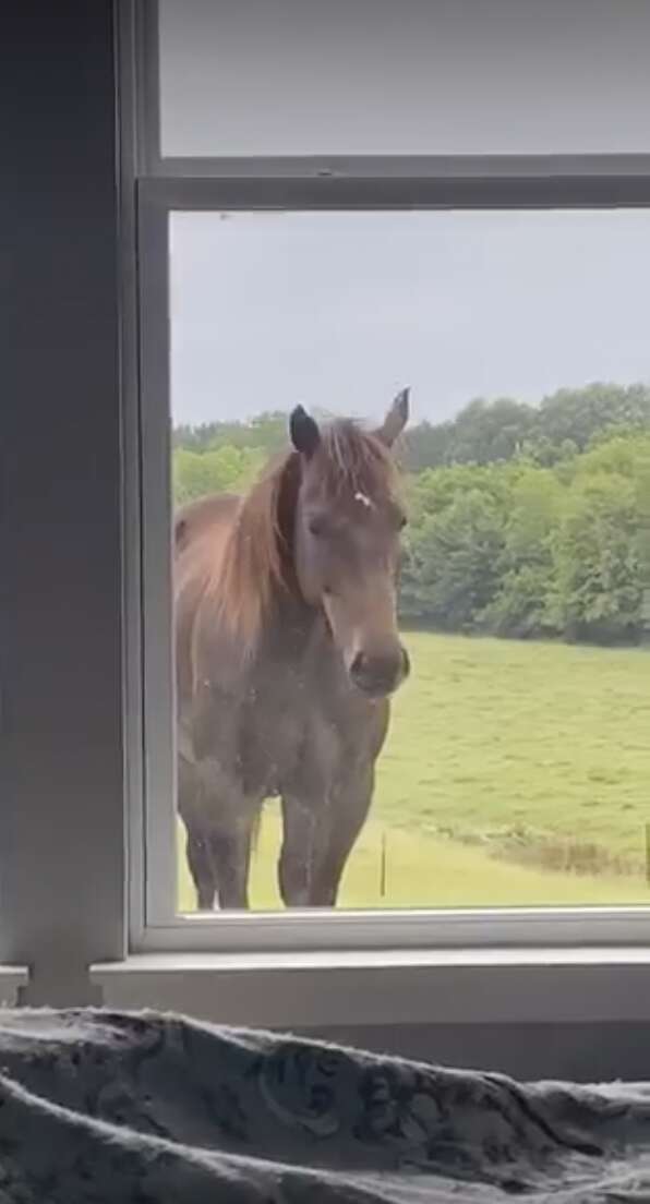 horse waits at window