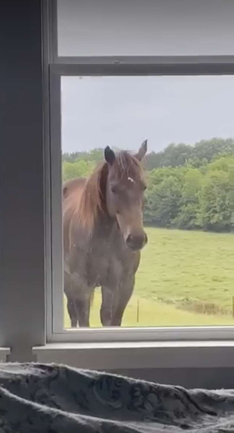Girl Sneaks Horse Into Her Room - The Dodo