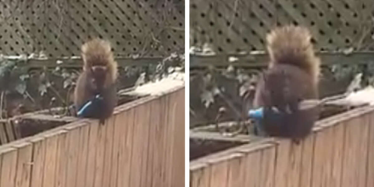 Squirrel Shows Up To Woman’s House Carrying A Knife - The Dodo