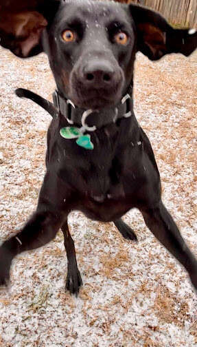 texas dog first snow