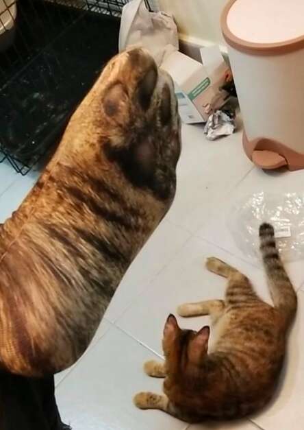 Dog buys cat socks and freaks his cats out