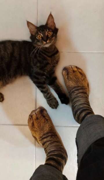 Cat freaks out when she sees cat socks