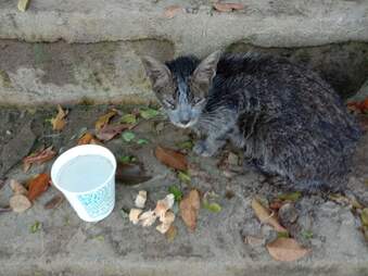 Woman saves cat from typhoon