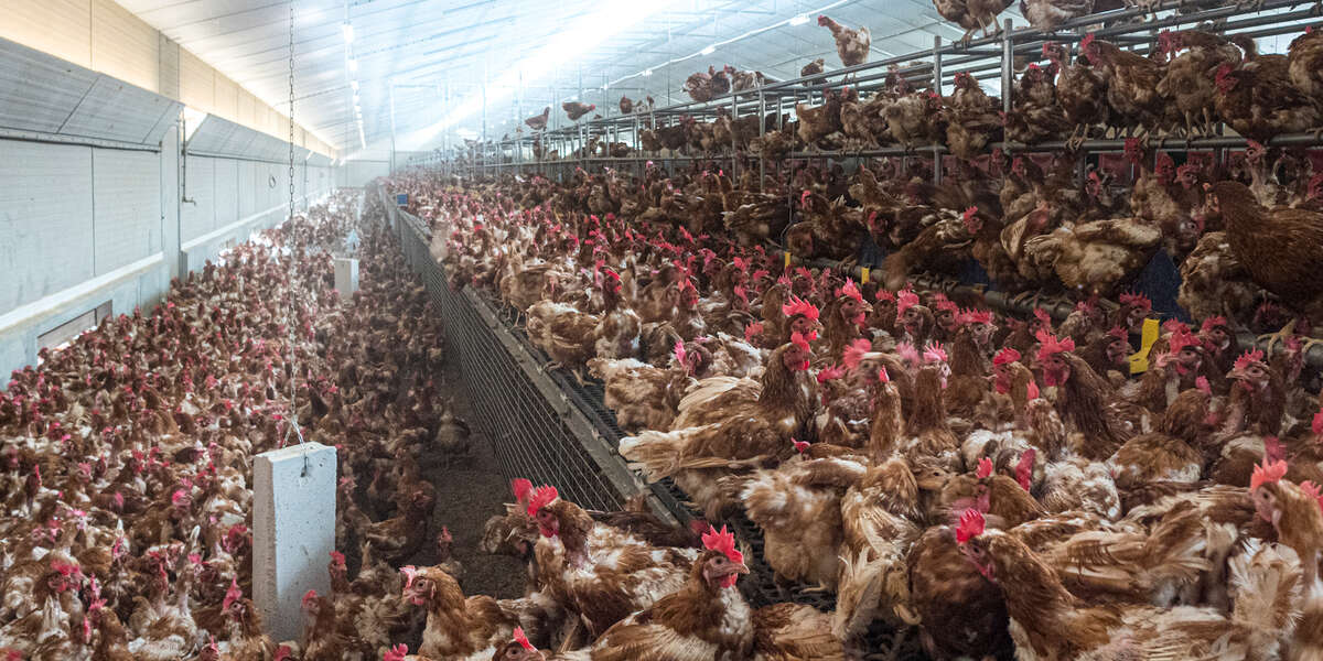 Enes Kanter is Raising Awareness of Conditions Inside Factory Farms