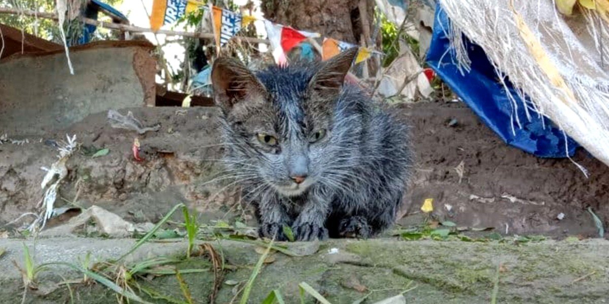 Stray Cat Is Unrecognizable One Month After Her Rescue - The Dodo