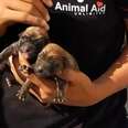 Mama Dog And 2 Puppies Saved From Under The Rubble
