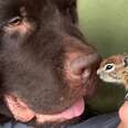 Baby Chipmunk Burrows Into Giant 115-Pound Dog's Fur