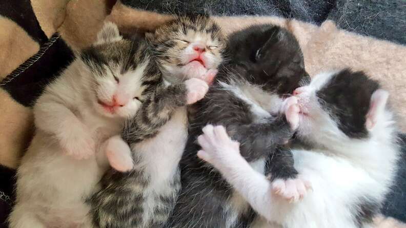 Guy Who Didn't Plan On Being A Cat Dad Returns With The Most Adorable Update