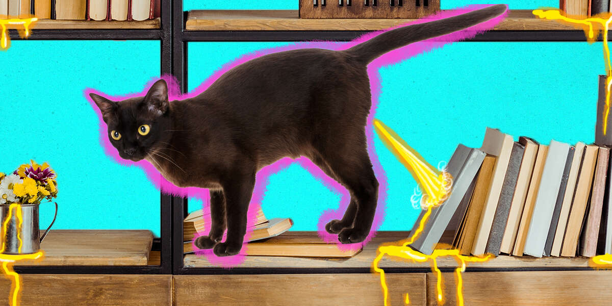 Why Is My Cat Peeing Outside Of The Litter Box? DodoWell The Dodo