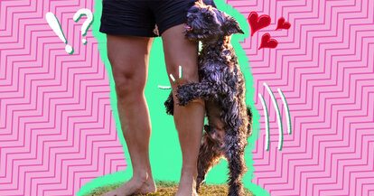 Why Do Dogs Hump Everything? - DodoWell - The Dodo