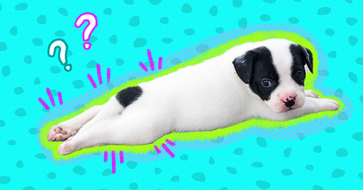 Why Do Dogs Lie With Their Legs Behind Them